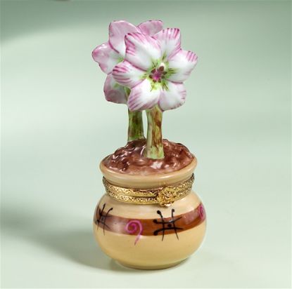 Picture of Limoges Pink Amaryllis in Brown Pot Box 