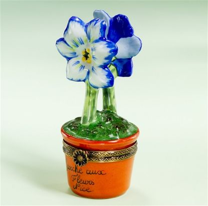 Picture of Limoges Blue Amaryllis Nice Market in Pot Box