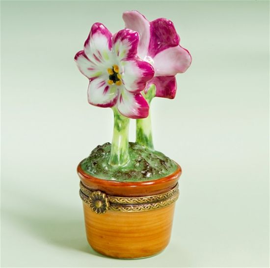 Picture of Limoges Rose White Amaryllis in Terracotta Pot Box