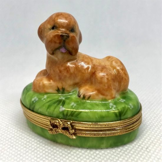 Picture of Limoges Labradoodle on Grass Box