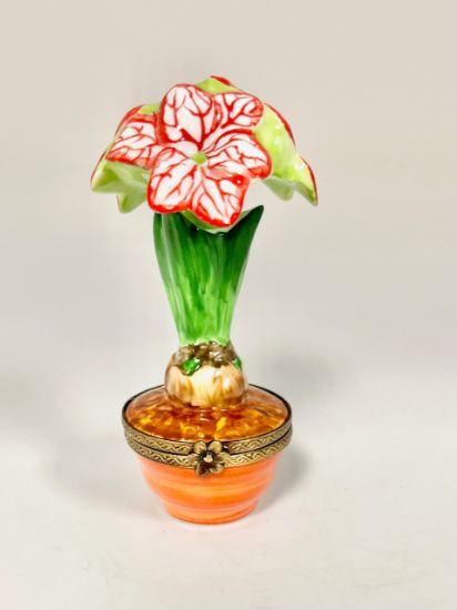 Picture of Limoges Amaryllis in Terracota Pot Box