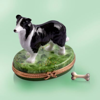 Picture of Limoges Black Border Collie on Grass Box with Loose Bone