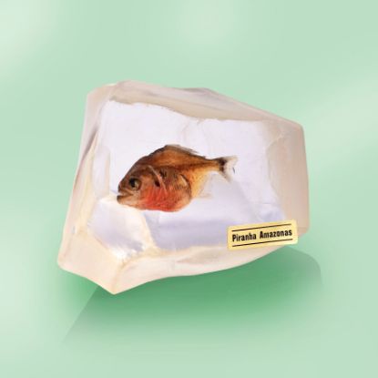 Picture of Piranha  Fish Paperweight